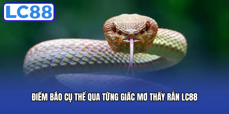 Điềm báo cụ thể qua từng giấc mơ thấy rắn LC88